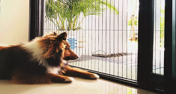 Sliding Screen Pet Door Repair in Wellington, FL