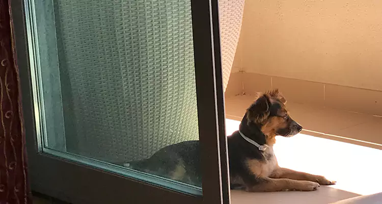 French Door Pet Screen Repair in Wellington, FL